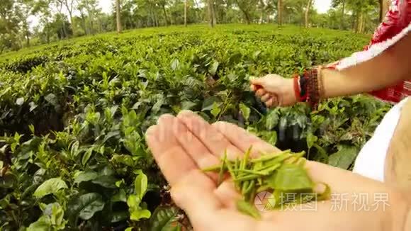 男人`手拿着手镯，在种植园的阿萨姆采集嫩嫩的茶叶