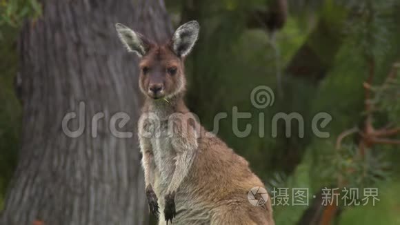 小袋鼠抓腿视频