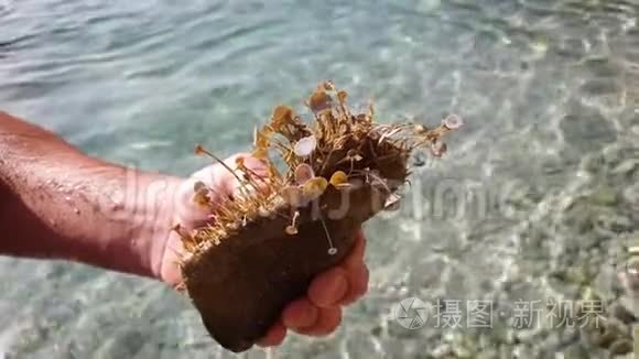 手里拿着海草覆盖的石头视频