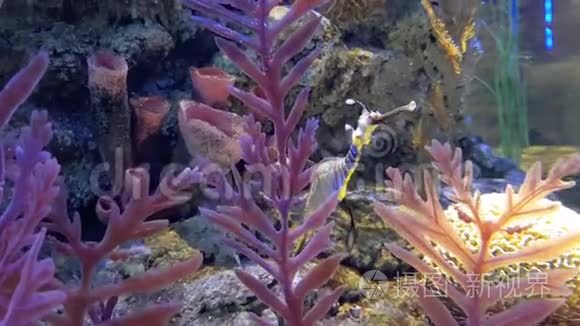 五颜六色的水族馆，有许多不同的漂亮鱼