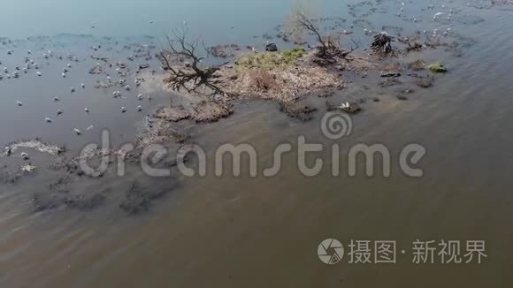 有鸟的河流或湖泊视频