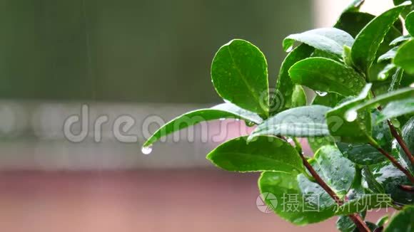 雨中的山茶叶视频