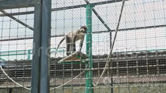 大野猴子在大动物园笼子里跳视频