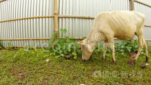 白小牛在金属栅栏附近吃青草视频