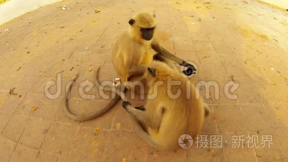两只猴子坐在沥青上，寻找尾巴上的跳蚤