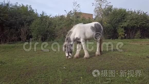 放大中型接近在田里吃草的白马视频