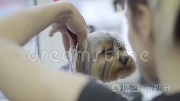 年轻的专业宠物美容师，用剪刀剪短头发，剪成毛茸茸的小可爱的狗头