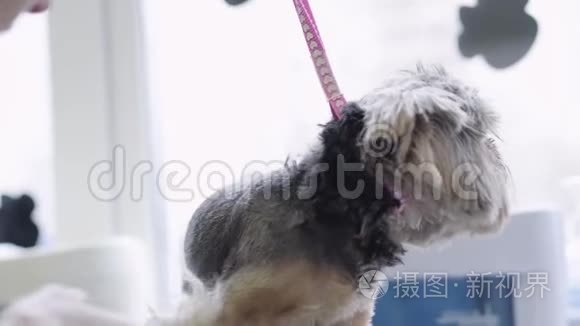 灵巧的专业美容剪羊毛与电裁剪狗 可爱的家庭宠物 Mp4格式视频下载 正版视频编号02os73 摄图新视界视频库