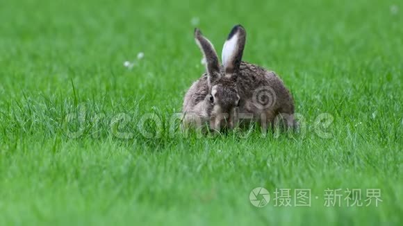 可爱的小兔子在雨天吃草视频