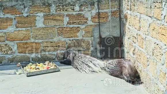 野生豪猪在大型动物笼子里睡觉视频