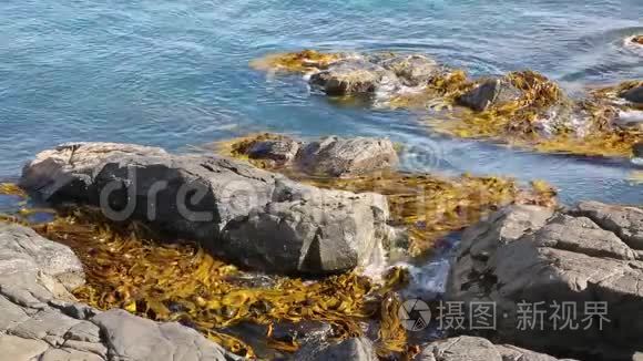 岩石和海藻视频