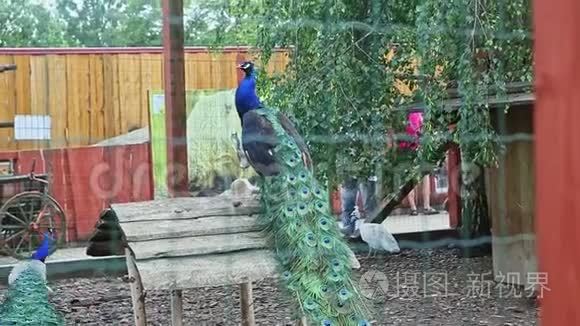 美丽尾巴的野孔雀坐在木横板上视频