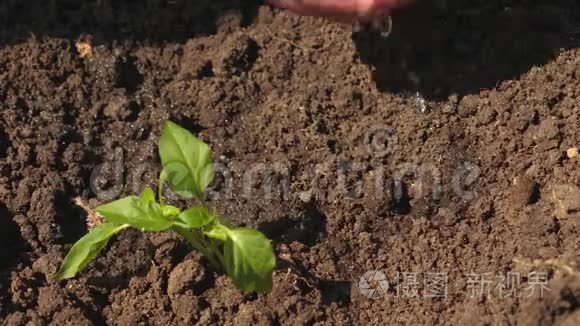 农夫`手在浇一个嫩绿的嫩芽. 园丁从树苗里长出甜椒，喝水