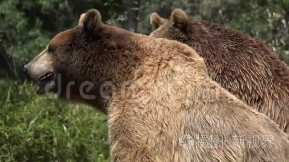 两只大棕色熊视频
