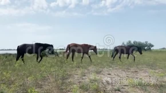 马在户外野外放牧视频