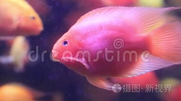 在水族馆里问候粉红色的鱼视频