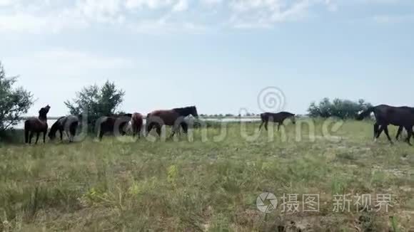 马在户外野外放牧视频