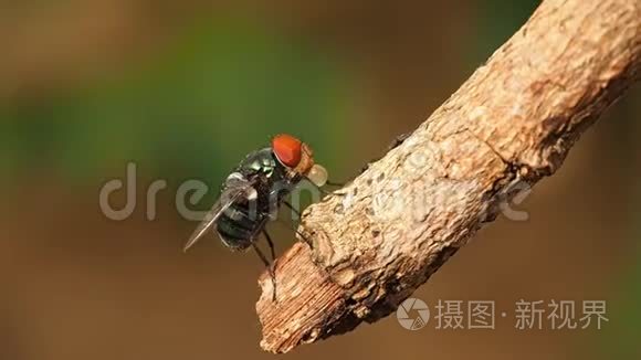 特写大绿蝇或小绿蝇在树枝上飞翔，用唾液液化食物，酶可以使它成为可能