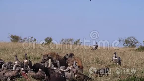 非洲白背秃鹰视频