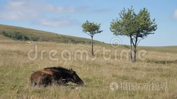 一匹棕色的小驹马驹躺在一片高山草地上。 农场。 马匹养殖