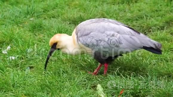 特写一只黑脸的ibis在草地上寻找食物，来自南美洲的热带鸟类