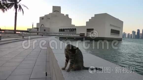 多哈湾日落时流浪猫视频