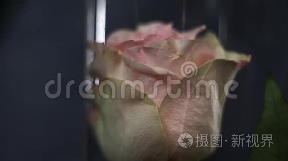 白红色的玫瑰放在玻璃瓶里，蒸汽冒出一朵玫瑰，在玫瑰上泼水的效果非常美丽。 宏观