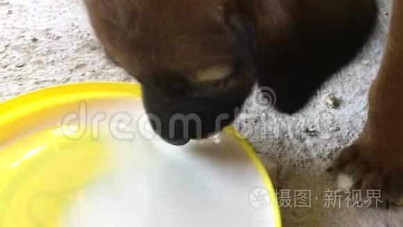 可爱的小狗喝牛奶视频