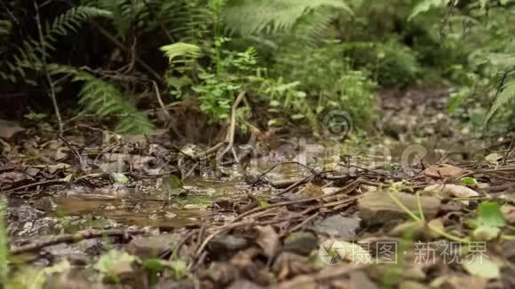 森林溪流在树叶草地和蕨类植物之间流动