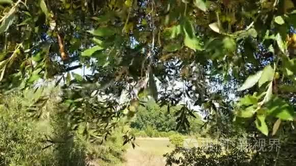 橄榄树的树枝在风中摇曳着果实视频