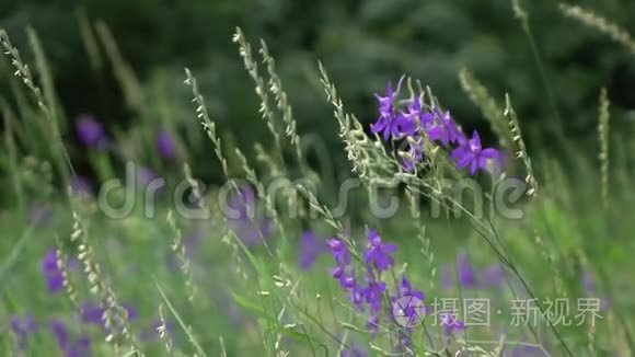 在一个多风的夏天，温和的野生植物和花在草地上。 慢动作，全高清视频，240fps，1080p。