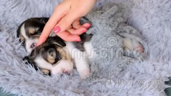 抚摸熟睡的小猎犬