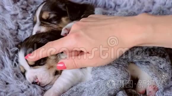 抚摸熟睡的小猎犬