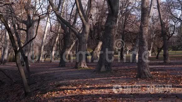 秋天公园里宁静的傍晚.. 夕阳照亮了树木..