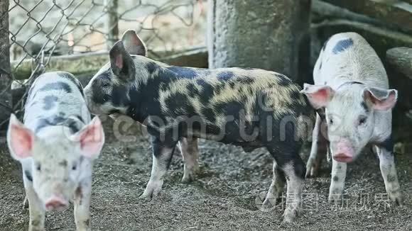一群有斑点的家养猪视频