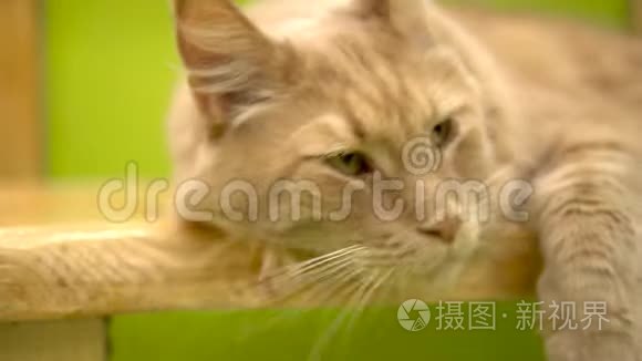 猫醒来，不高兴地喵喵叫.. 缅因州浣熊猫在睡觉。 红猫醒来时发出响声.. 猫脸紧闭