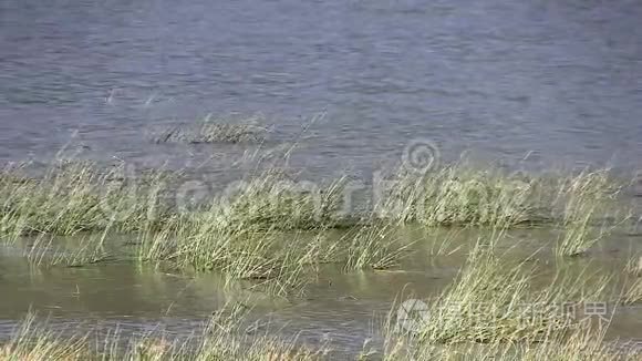 绿色的芦苇吹拂着大片裸湖视频