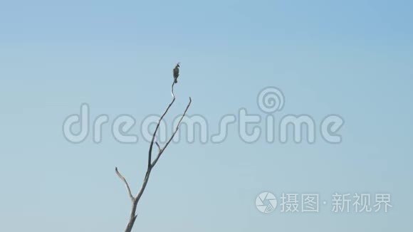 美丽的鹰影坐在棕树早午餐顶部视频