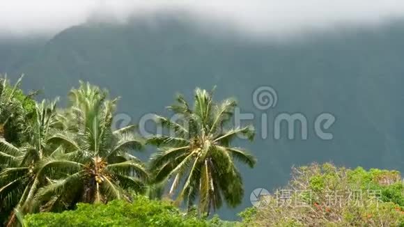 夏威夷的棕榈树随风飘扬视频