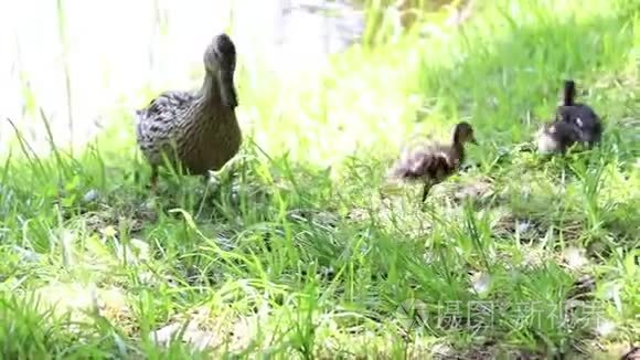 在阳光明媚的天气里，小鸭子和小鸭子水边的草地上散步寻找食物
