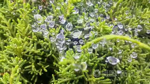 植物绿色刺状叶片上水滴的近景视频