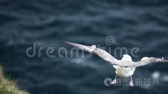 海鸥在海洋上以超慢的速度飞行视频