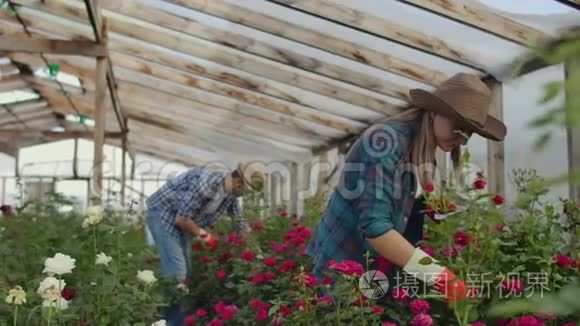 同事们花店和平板电脑一起在玫瑰种植的温室里工作。 做花支票的小生意