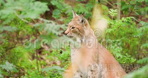 大猫坐在森林里的田野上