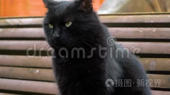 一只有袖的黑猫坐在长凳上视频