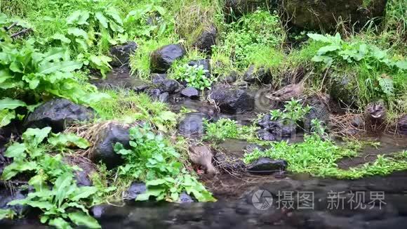 瀑布里的鸭子家族视频