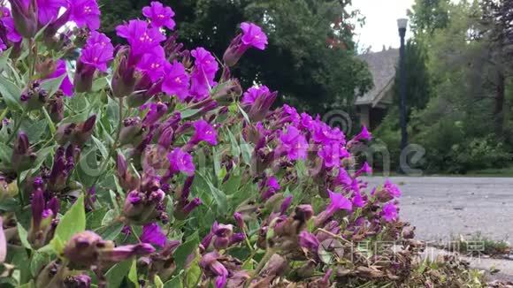 蜜蜂在路边给紫色的花朵授粉，而一辆汽车从后面来