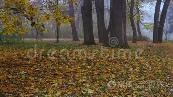 秋天公园里梦幻般朦胧的早晨视频