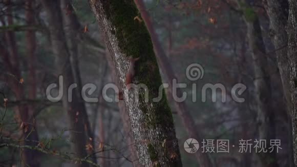 两只顽皮的松鼠爬上树，上下互相玩耍。 有趣，毛茸茸的橙色松鼠优雅地玩着