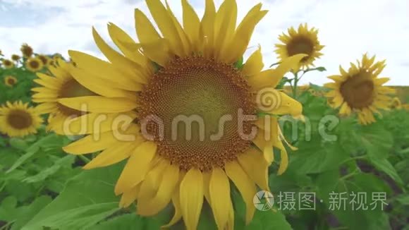 向日葵逆天.. 向日葵在风中摇曳。 特写镜头。 美丽的田野，夏天有向日葵。